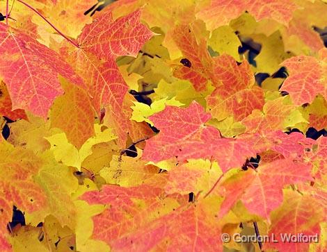 Fall Foliage_24181.jpg - Photographed in Delaware, Ohio, USA.